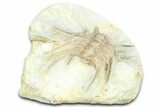 Bargain, Spiny Trilobite (Kettneraspis) - Oklahoma #363006-1